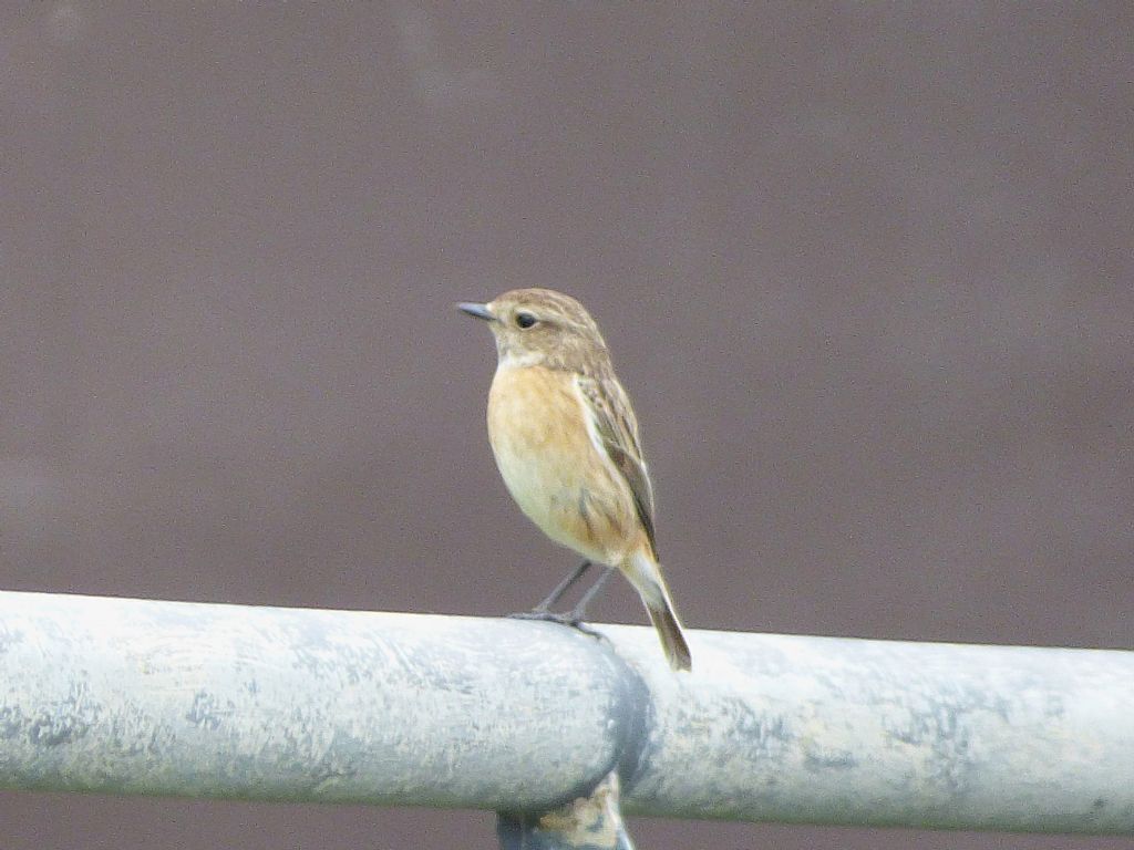 Cinque giorni ad Arenzano (GE): Saltimpali